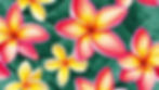 An overhead image of 1 Plumeria Flower, brightly colored.jpg