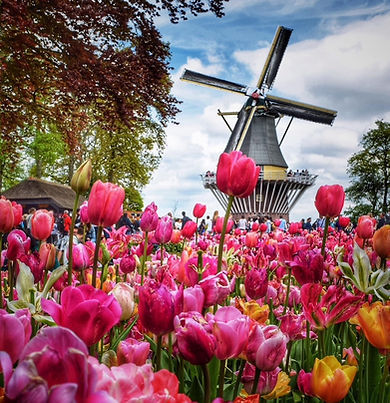 Tulips windmill.JPG