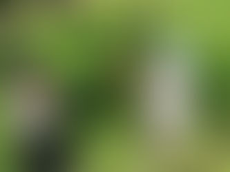 さくらんぼ狩りに行ってきました！