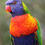 Thumbnail: Rainbow Lorikeet Baby