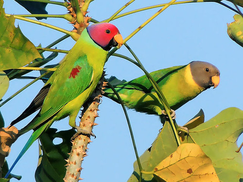 パラキートコンプリートスキン/Plum headed Parakeet パラキートコンプリートスキン/Plum headed Parakeet