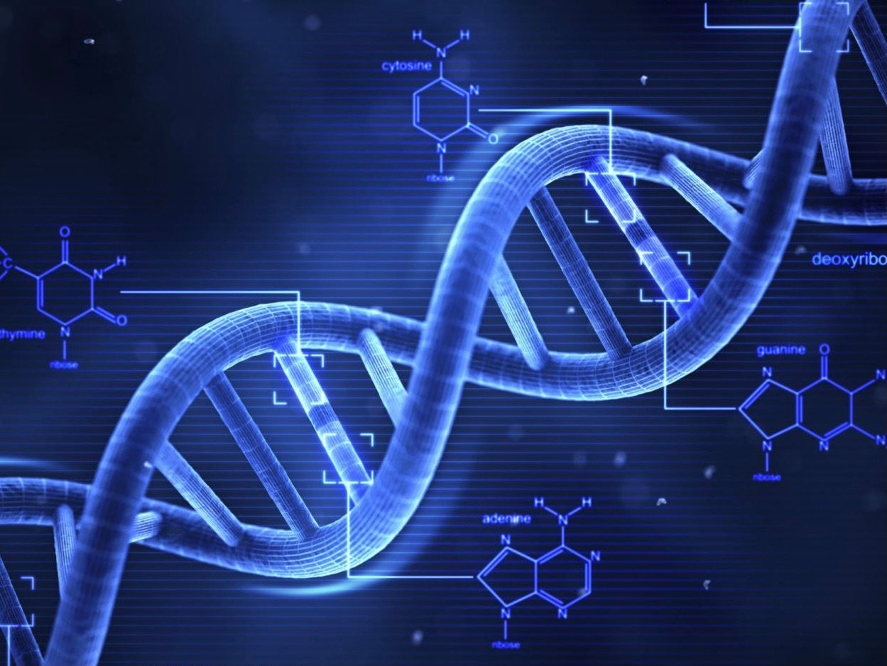 Bird DNA Sexing Test