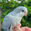 Thumbnail: Gray Opaline Quaker