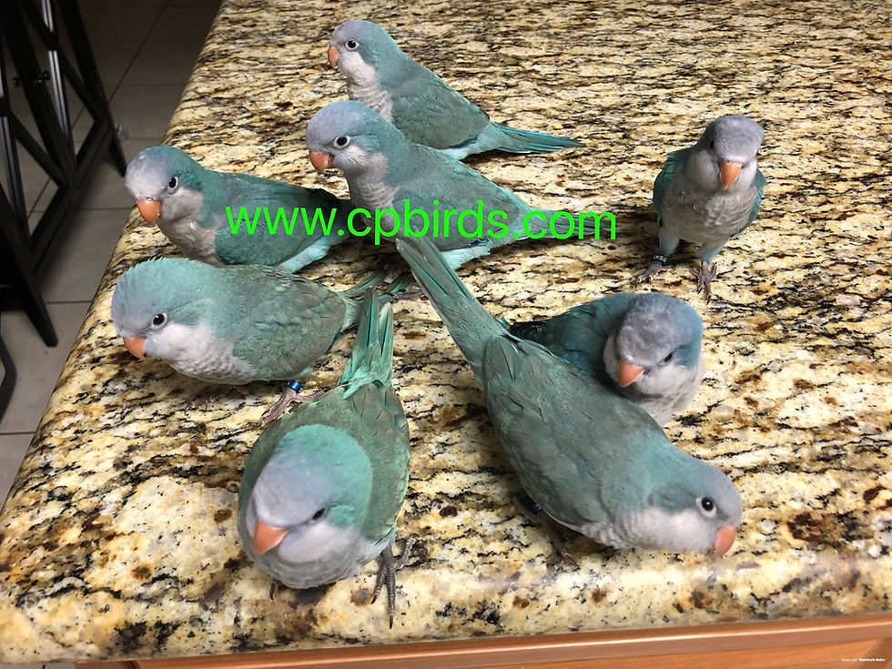 Thumbnail: Quaker Parrot Blue Baby