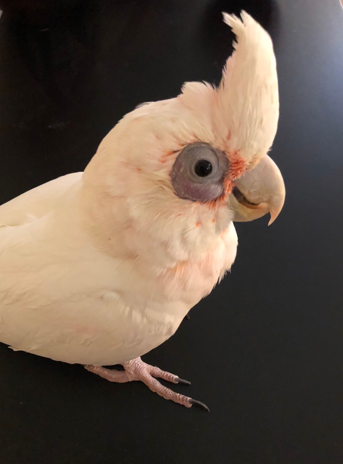 Bare-Eyed Cockatoo Baby
