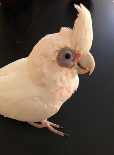 Bare-Eyed Cockatoo Baby | CPbirds.com