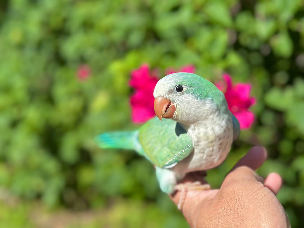 Thumbnail: Quaker Turquoise Opaline Baby 