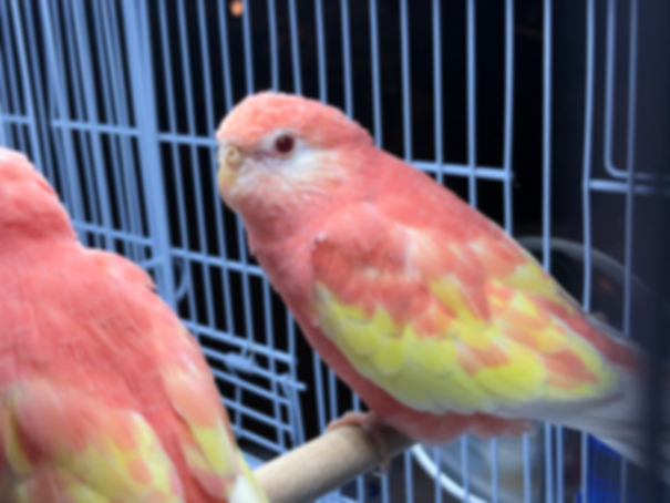 Rubino Bourke Grass Parakeet