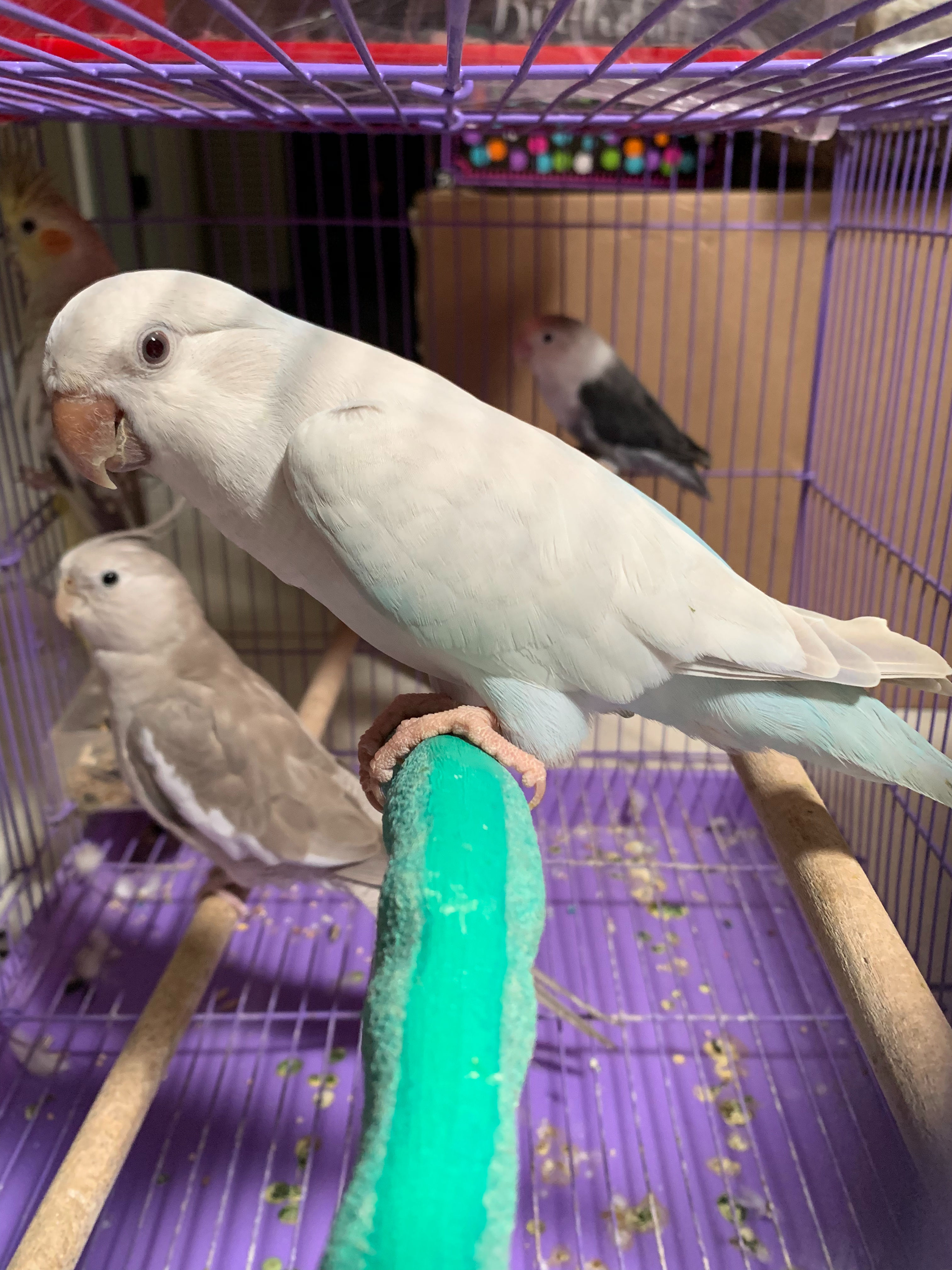 Quaker Blue Crossover Parrot