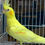 Thumbnail: Cockatiel Baby Lutino Pearl (HeavyYellow)