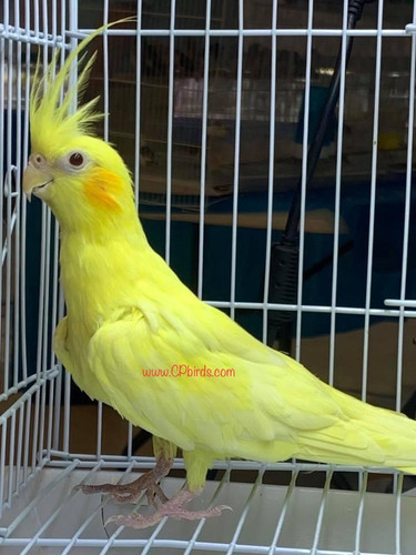 Cockatiel Baby Lutino Pearl (HeavyYellow) CP Birds