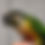 Thumbnail: Breeding Pair Fancy Green Cheek Conures