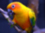 Thumbnail: Baby Sun Conure