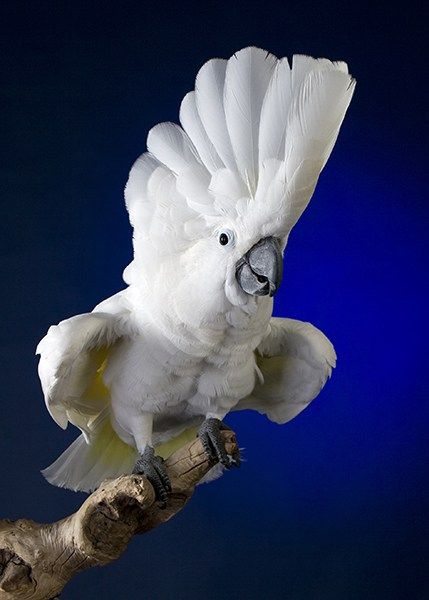 cute umbrella cockatoo cute umbrella cockatoo