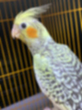 Cockatiel Pearl Baby