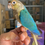Thumbnail: Turquoise YS Green Cheek Conure