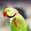 Thumbnail: Alexandrine Parrot Baby