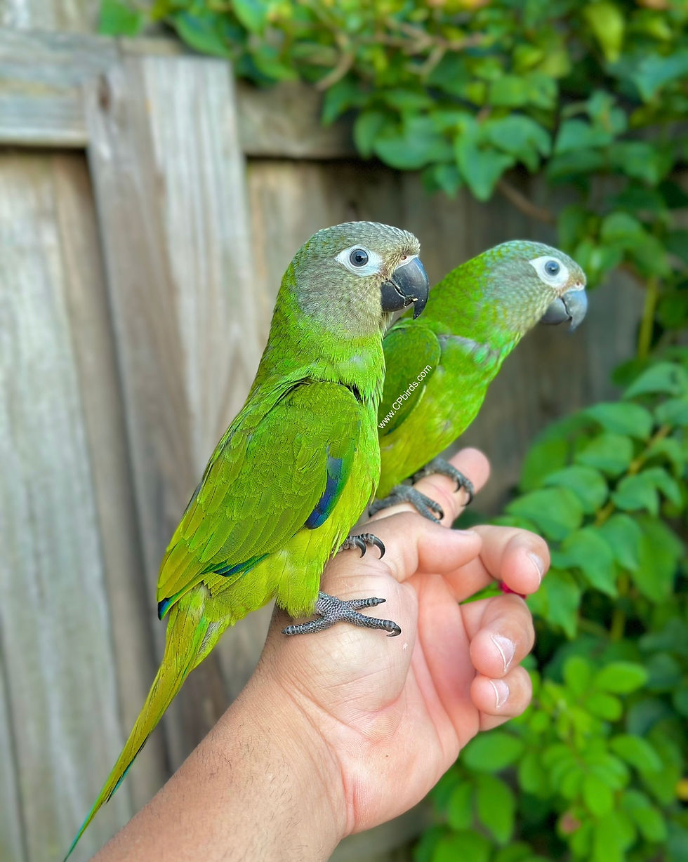 Thumbnail: Dusky Conure