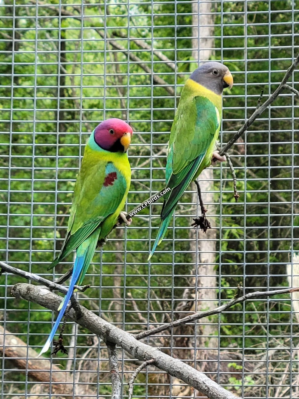 Thumbnail: Plumhead Parakeet Pair