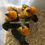 Thumbnail: Baby Sun Conure