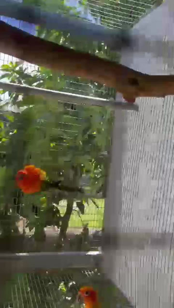 Thumbnail: Sun Conure Red Factor Baby