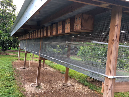 The State of Aviculture in 2025: Bird Breeding Economic Impacts and Regulatory Changes