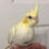 Thumbnail: Cockatiel Lutino Yellow Cheek Baby