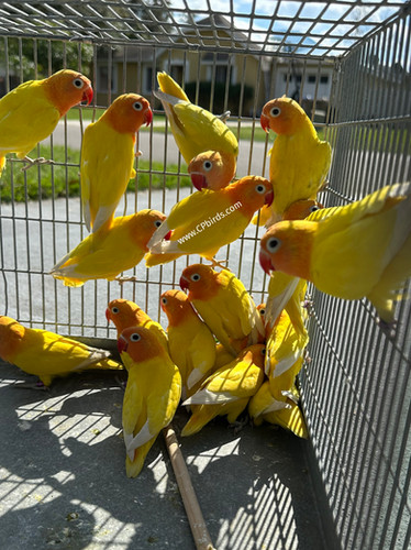 Lutino Fisher Lovebird Breeding Pair | CPbirds.com