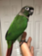 Thumbnail: Green Cheek Conure Baby