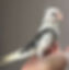 White faced Pied Cockatiel