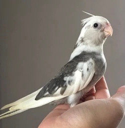 Cockatiel Baby White Faced Pied CP Birds
