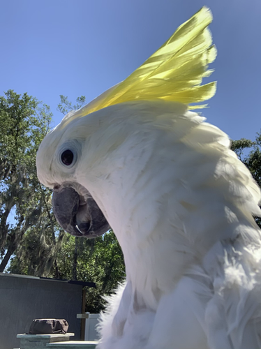 Cockatoo Sulfur Crested | CP Birds