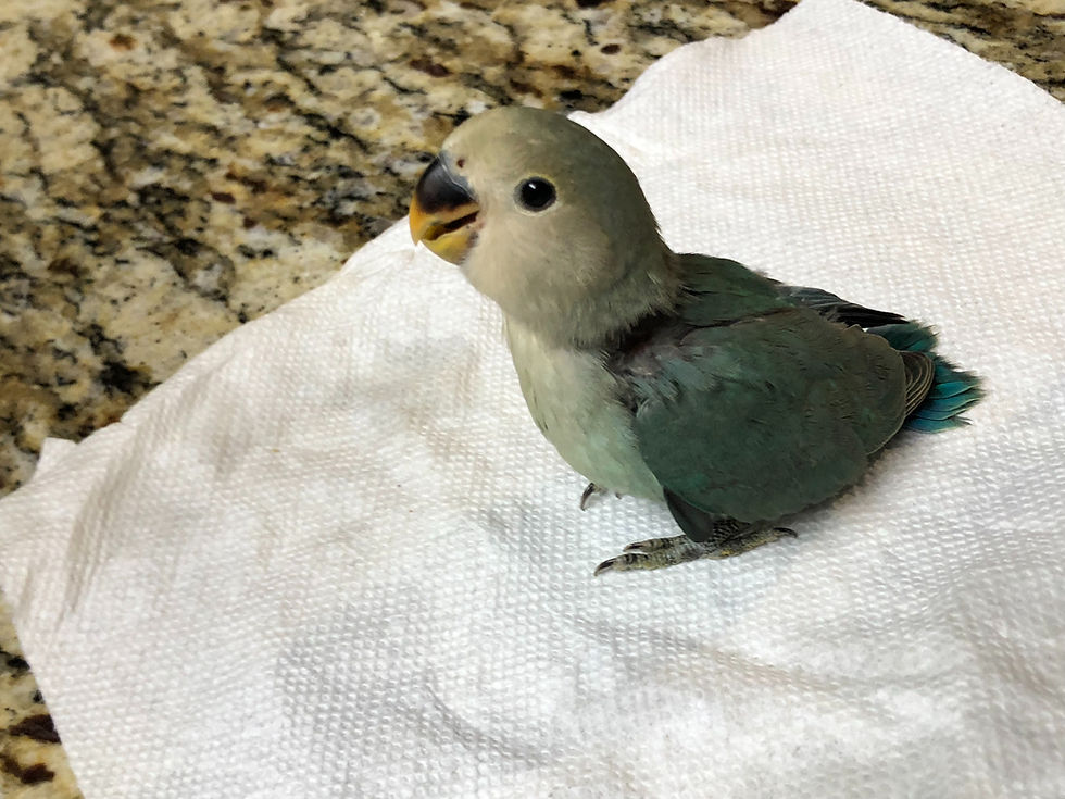 Thumbnail: Dutch Blue Peach Faced Lovebird baby