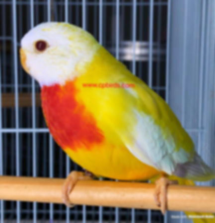 Scarlet Chested Lutino Male