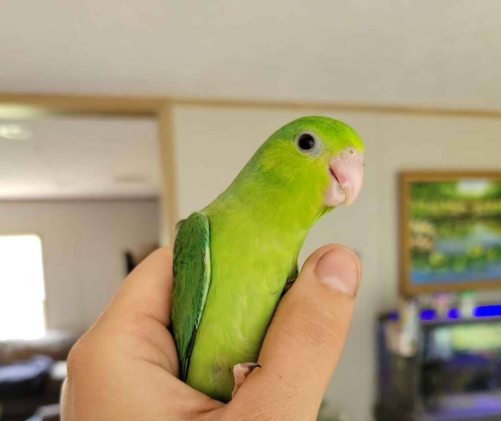 Mini Macaws - Navy
