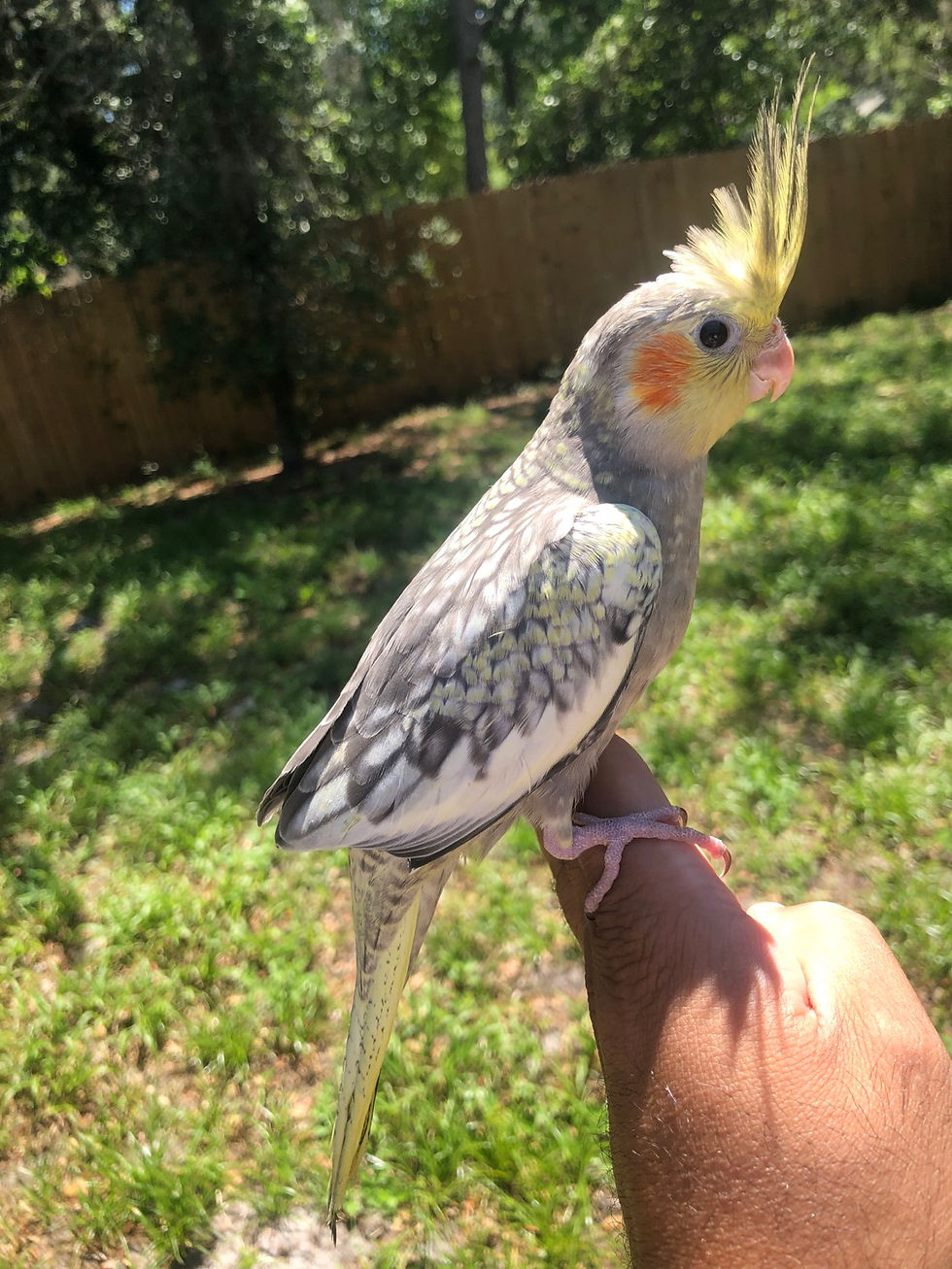 Thumbnail: Cockatiel Pearl Baby