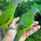 Thumbnail: Dusky Conure