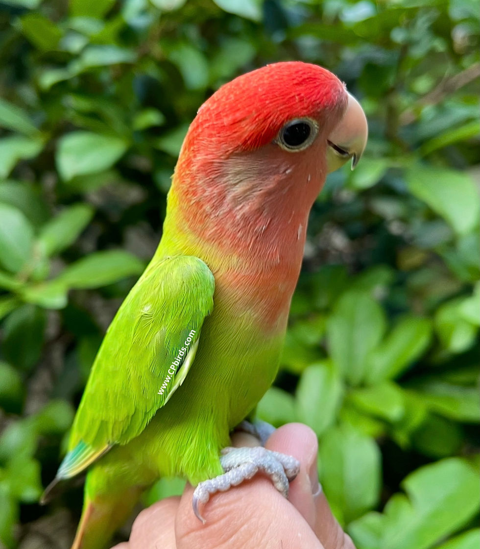 Peach Faced Lovebird Red Opaline Baby 