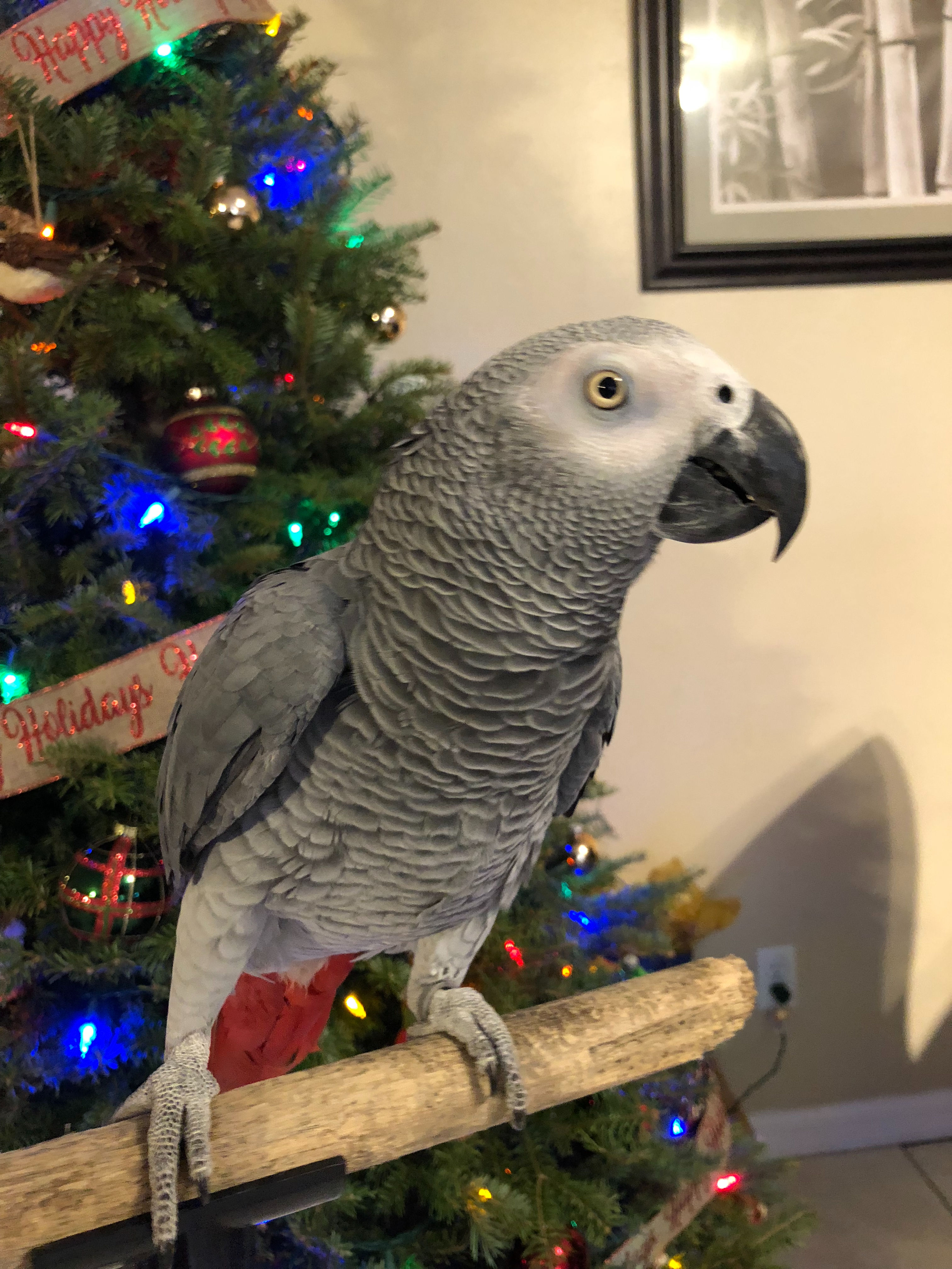 African Grey Breeding Pair
