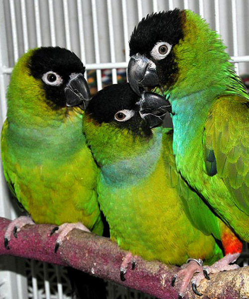 Nanday Conure - Baby