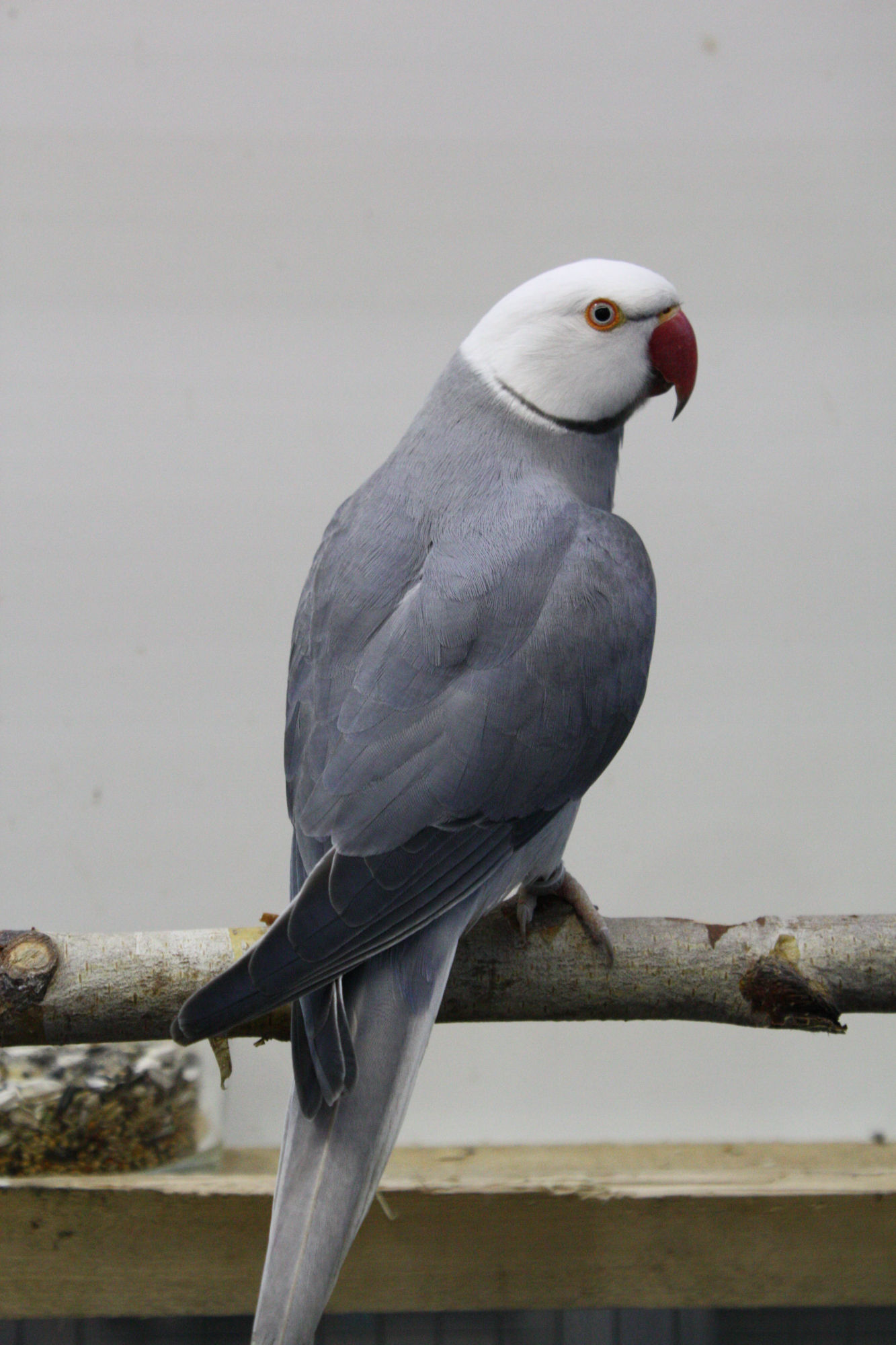 Indian Ringneck White Head Gray