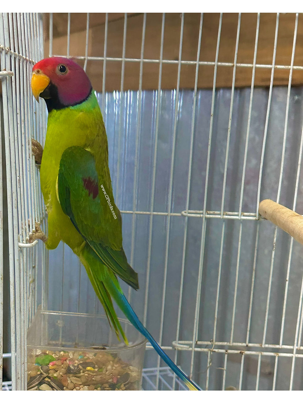 Thumbnail: Plumhead Parakeet Pair