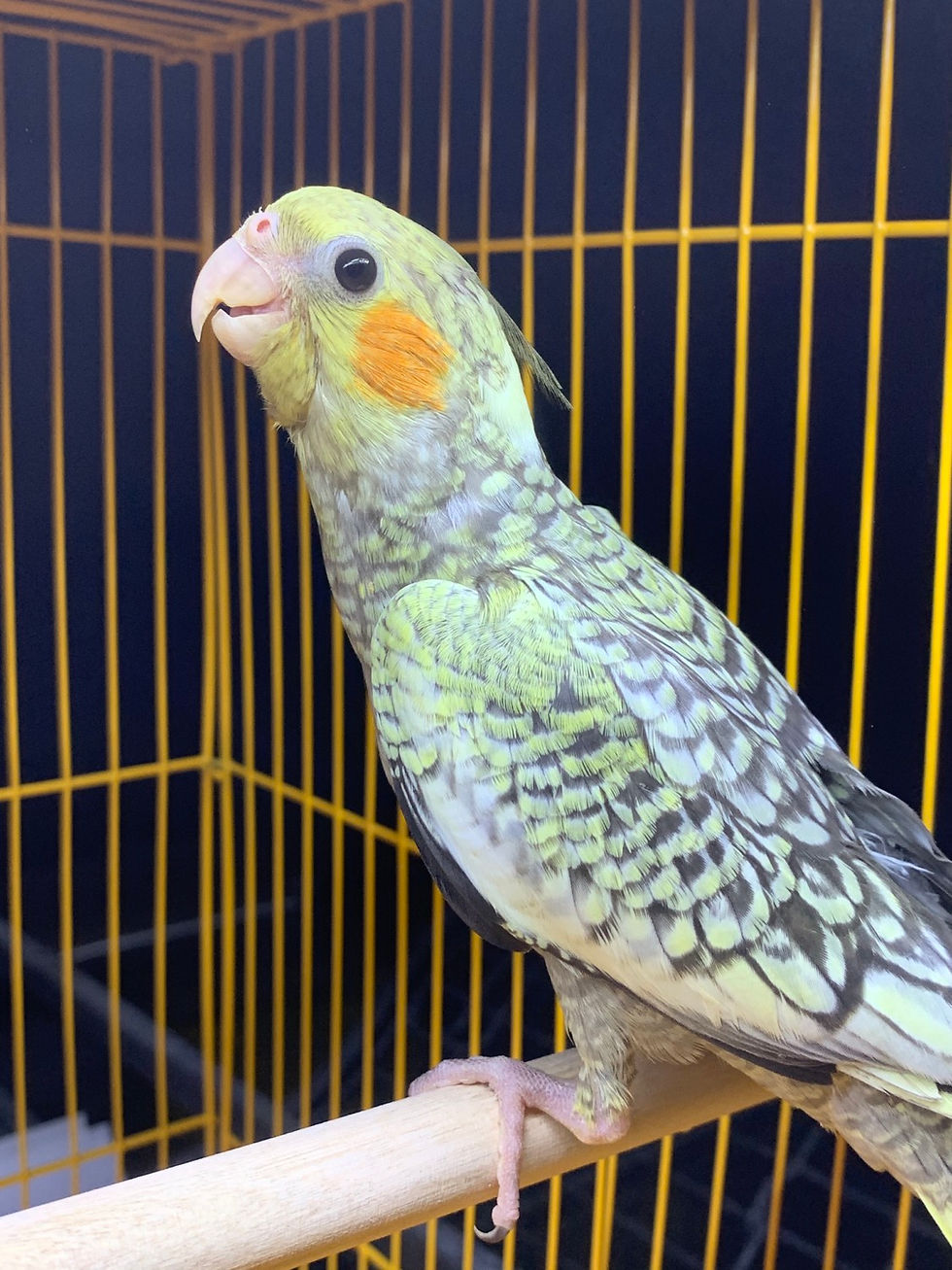 Thumbnail: Cockatiel Pearl Baby