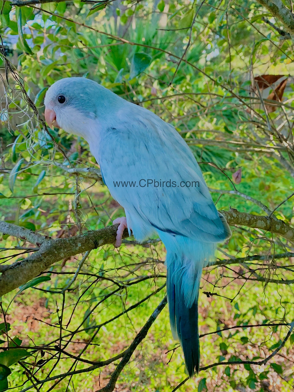 Quaker Blue Opaline Baby