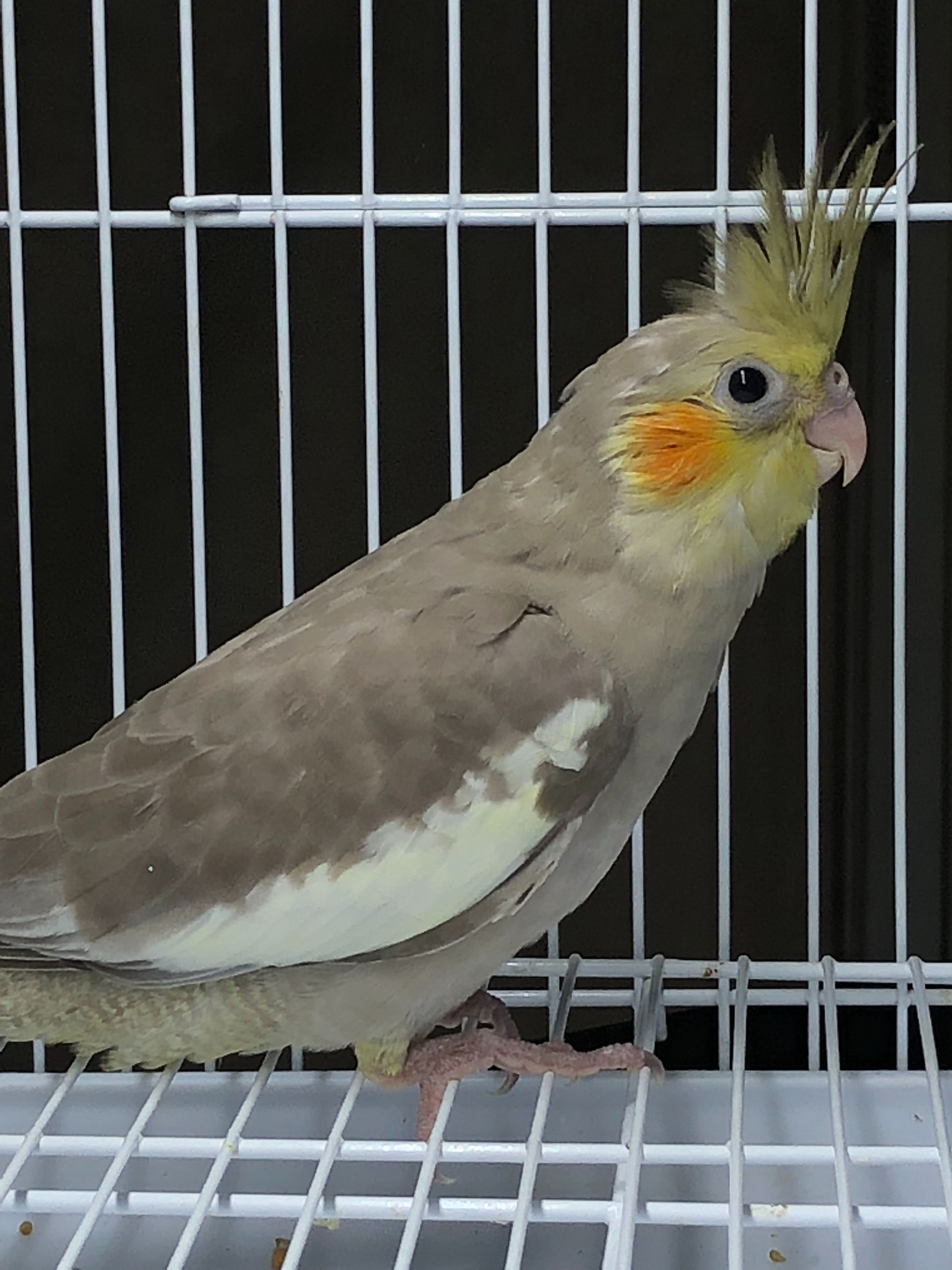Cockatiel Cinnamon Baby