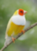 Thumbnail: Yellow Gouldian Finch