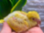 How to hand feed baby quakers