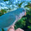 Thumbnail: Quaker Parrot Blue Baby
