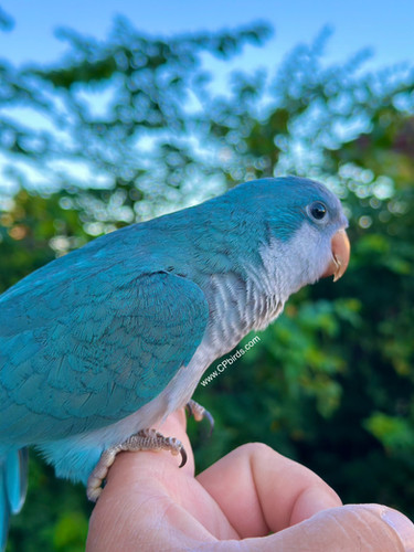Quaker Parrot Blue Baby CP Birds