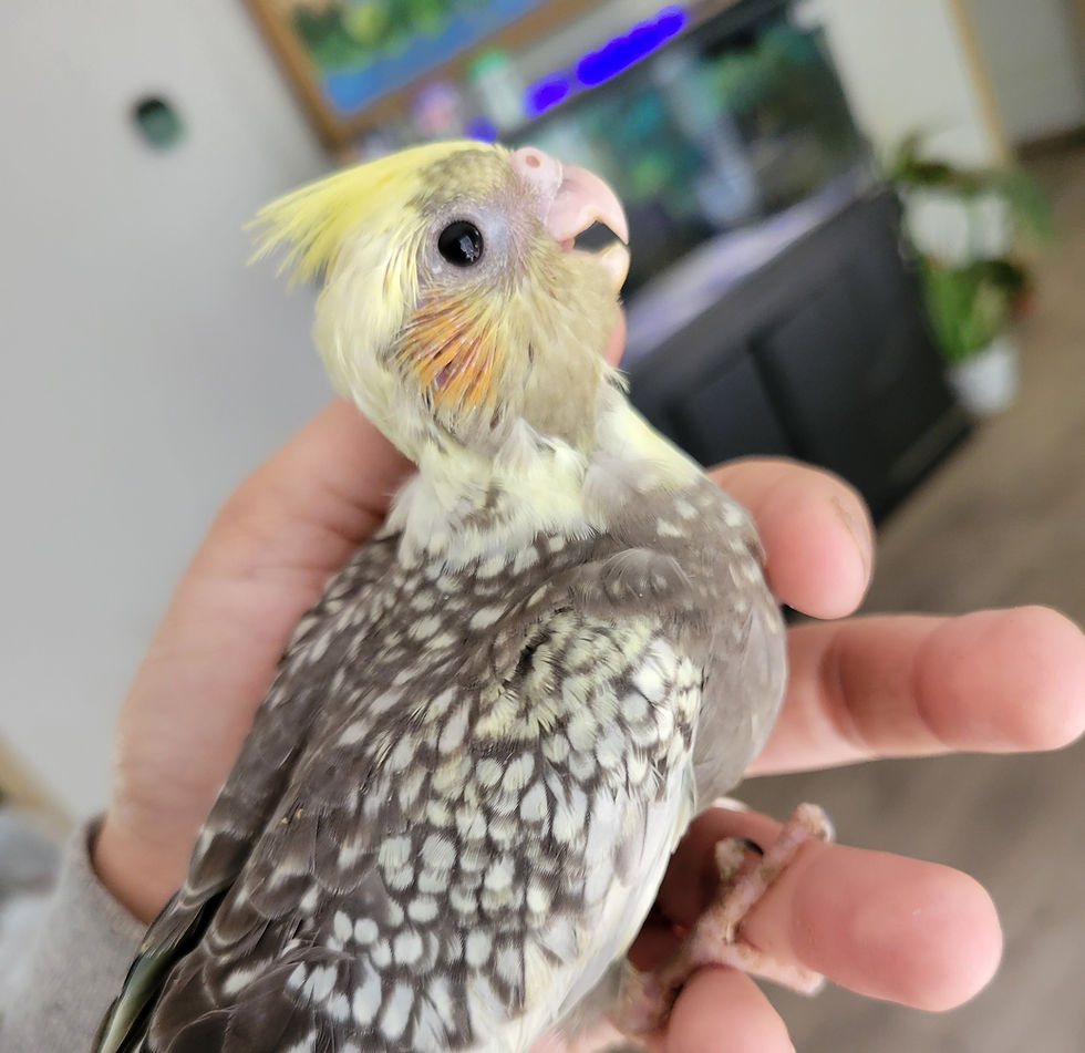Thumbnail: Pearl Pied Cockatiel